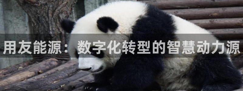 sunbet官网代理下载